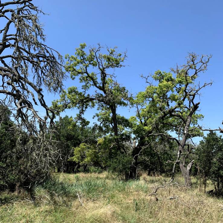 Post Oak with Oak Wilt 10