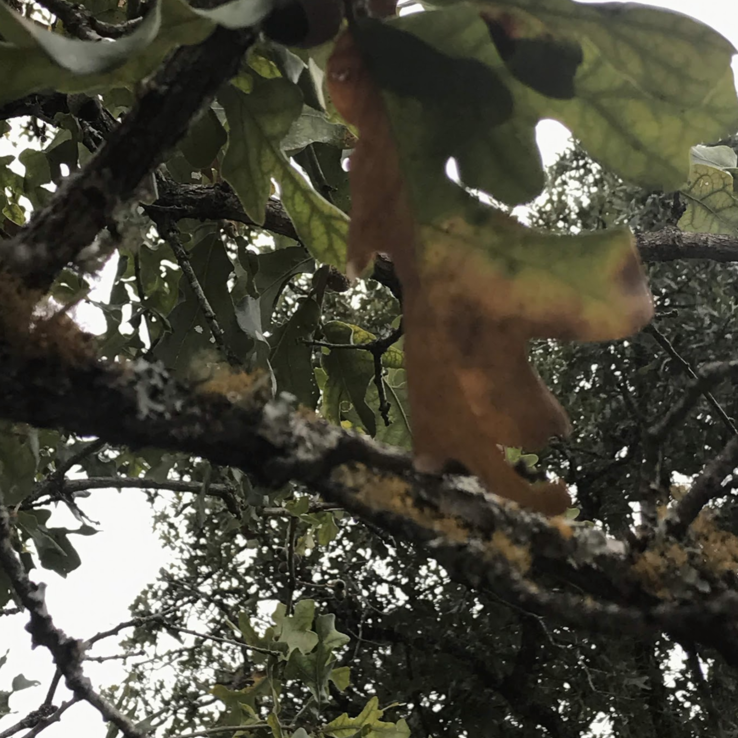 Post Oak with Oak Wilt 6