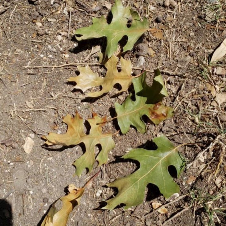 red oak with oak wilt