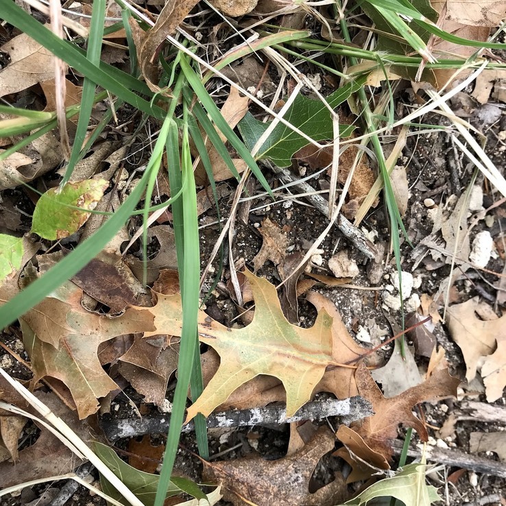 red oak with oak wilt