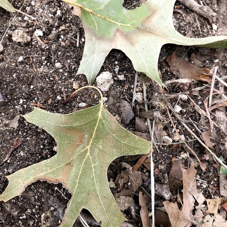 red oak with oak wilt