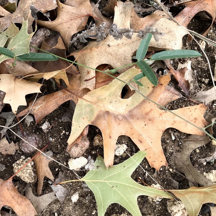red oak with oak wilt