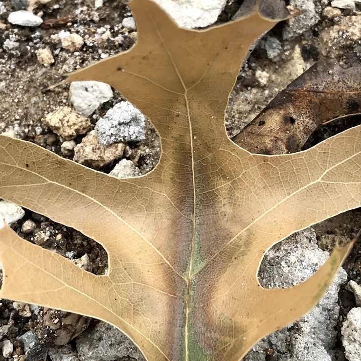 red oak with oak wilt