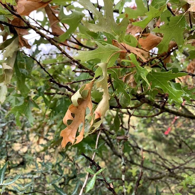 red oak with oak wilt