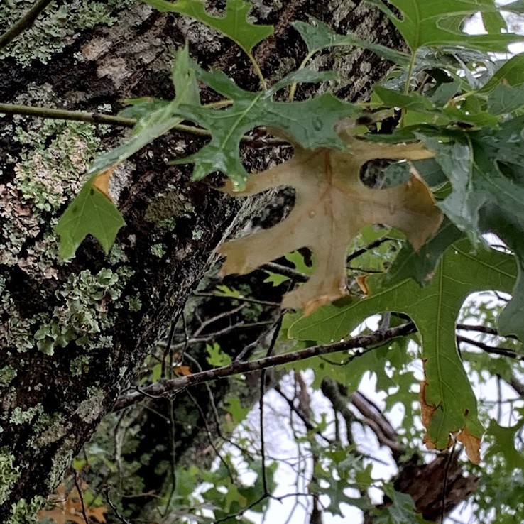 red oak with oak wilt