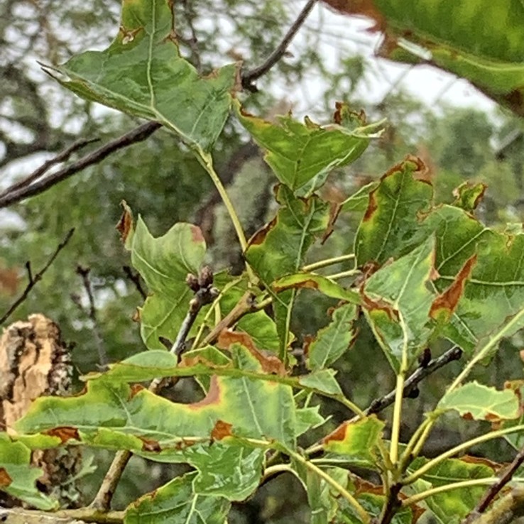 red oak with oak wilt