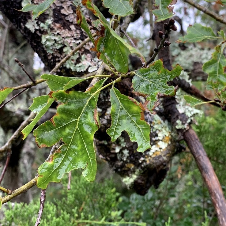 red oak with oak wilt