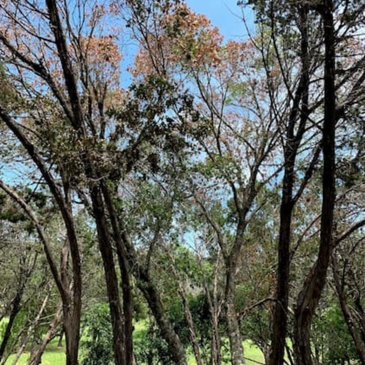 red oak with oak wilt