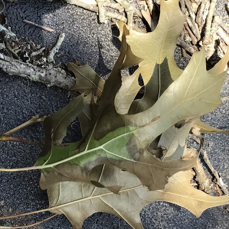 Oak Wilt Symptoms In Red Oaks Arborcare And Consulting