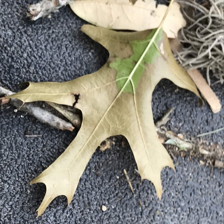 red oak with oak wilt