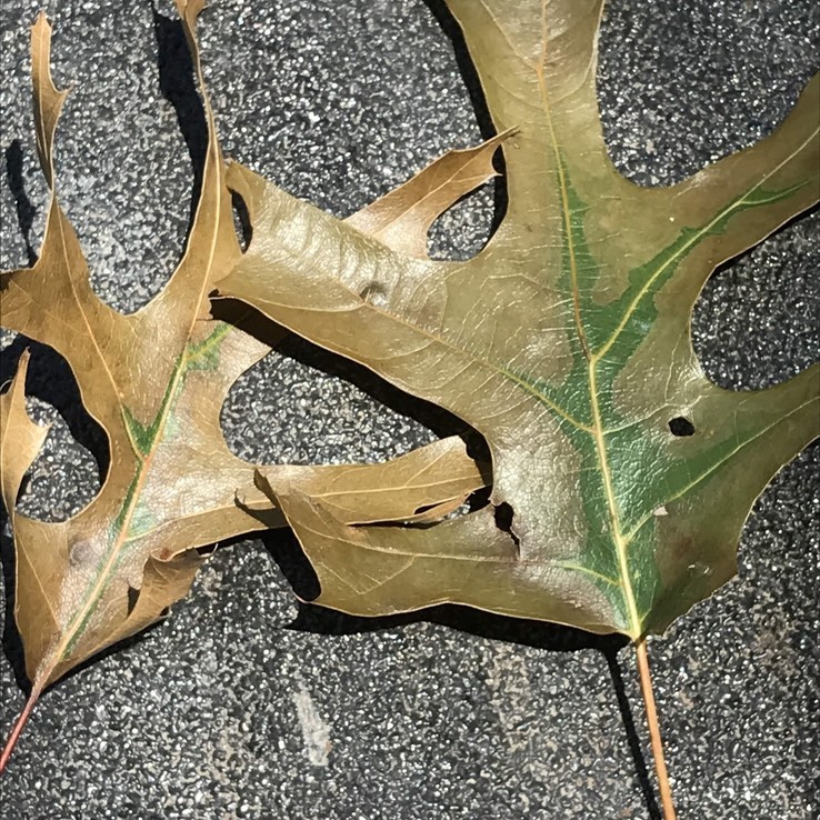 red oak with oak wilt