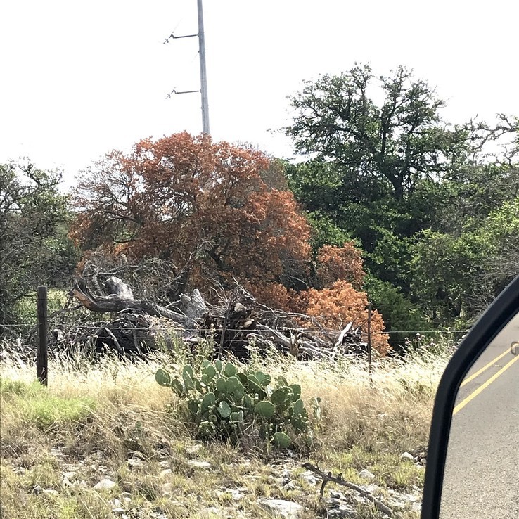 red oak with oak wilt