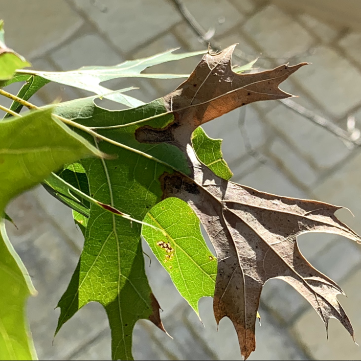 red oak oak wilt red oak oak wilt