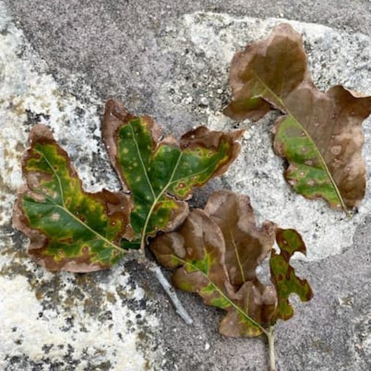 Post Oak with Oak Wilt