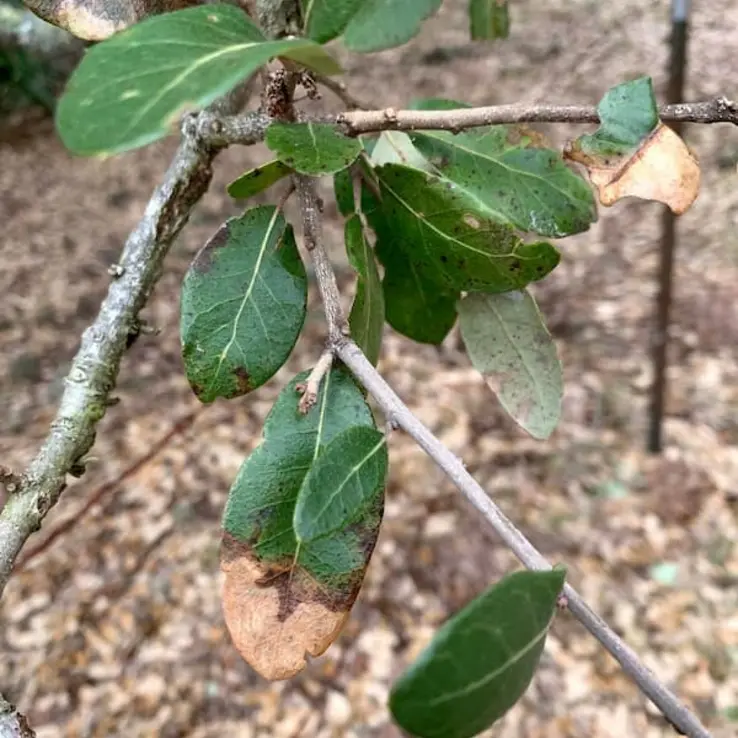 Frost Damage 2