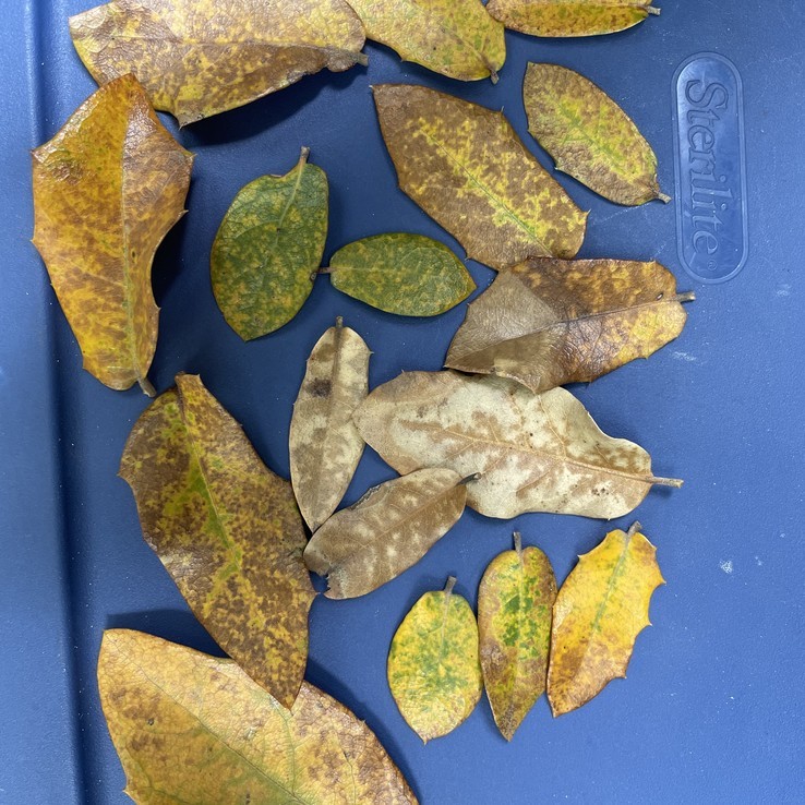 Speckling