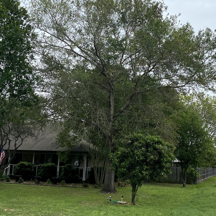 Water Oak With Oak Wilt