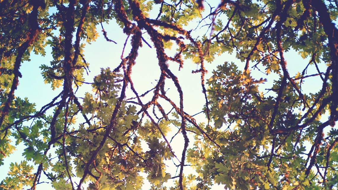 Pruning Trees