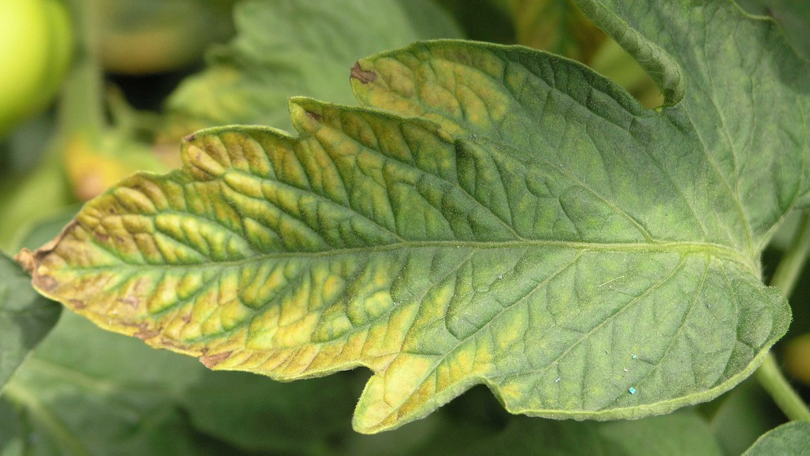 Chlorosis