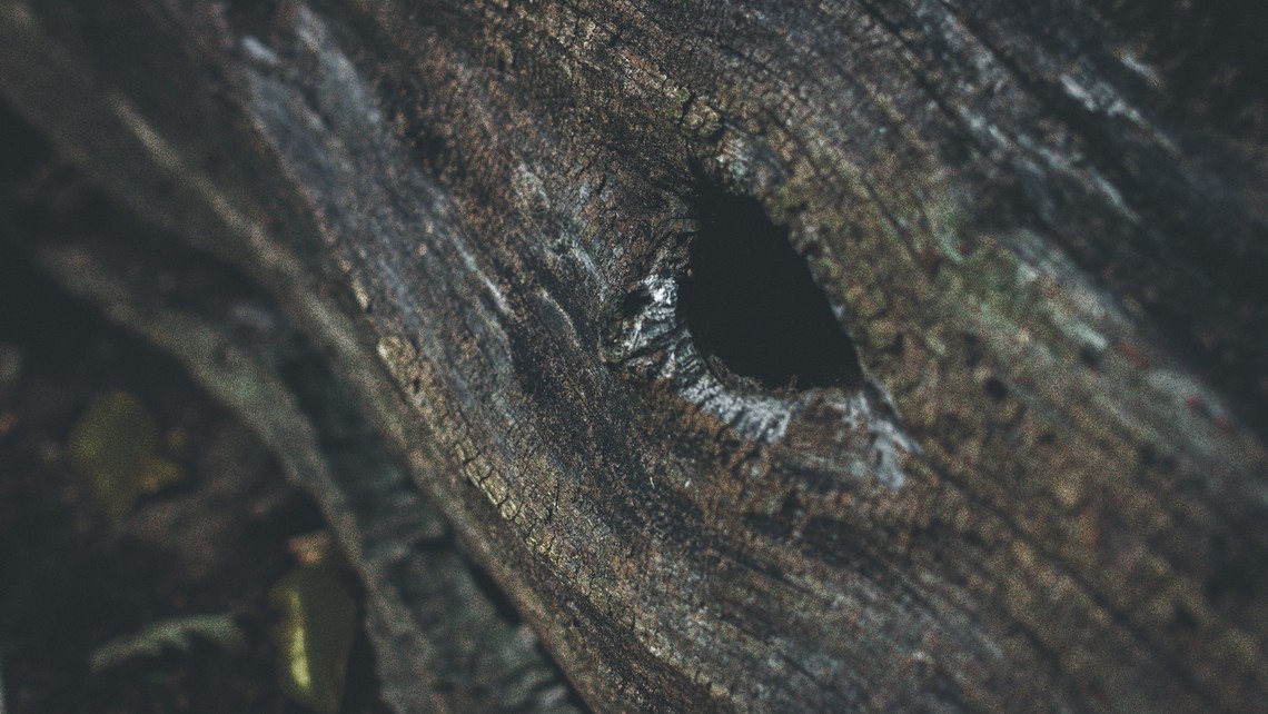 Tree Cavity