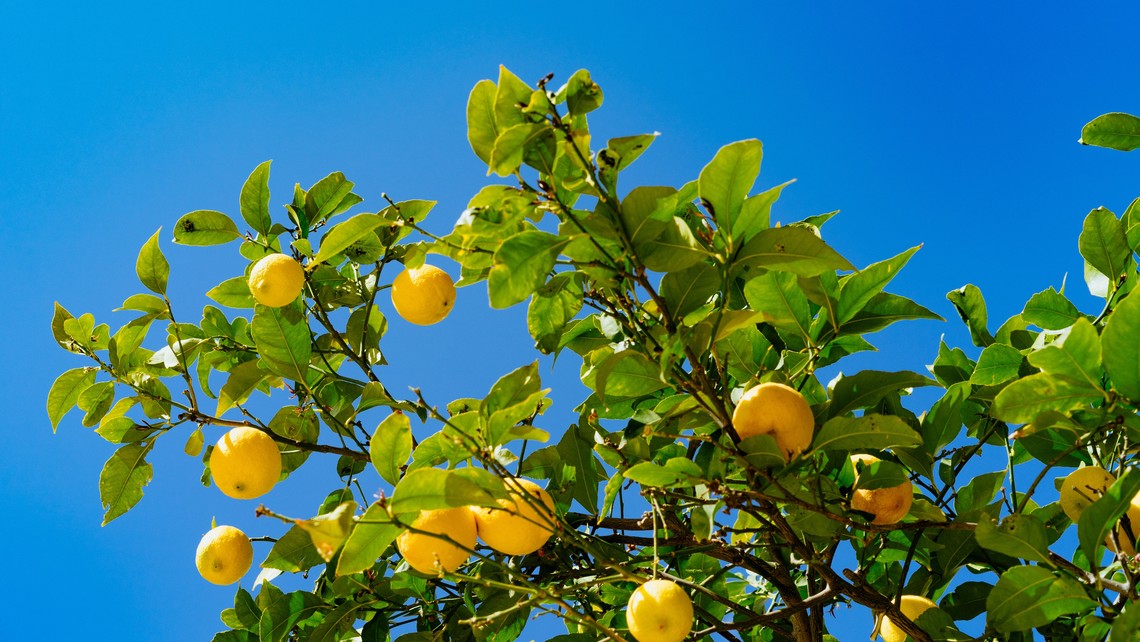 Lemon Tree