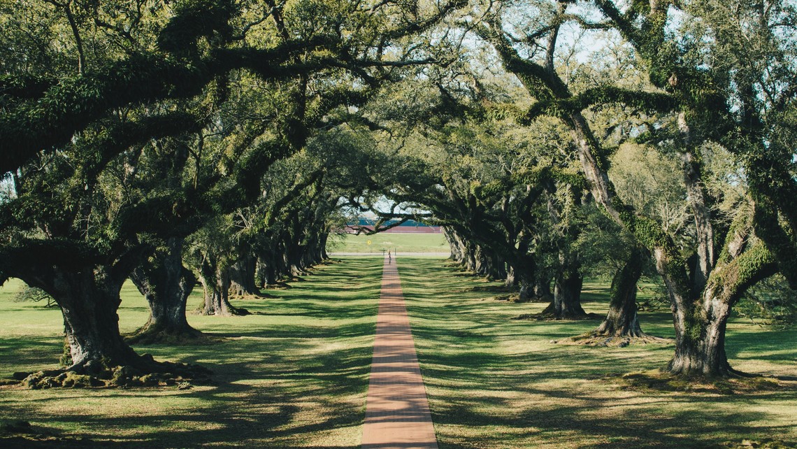 Row of Oaks