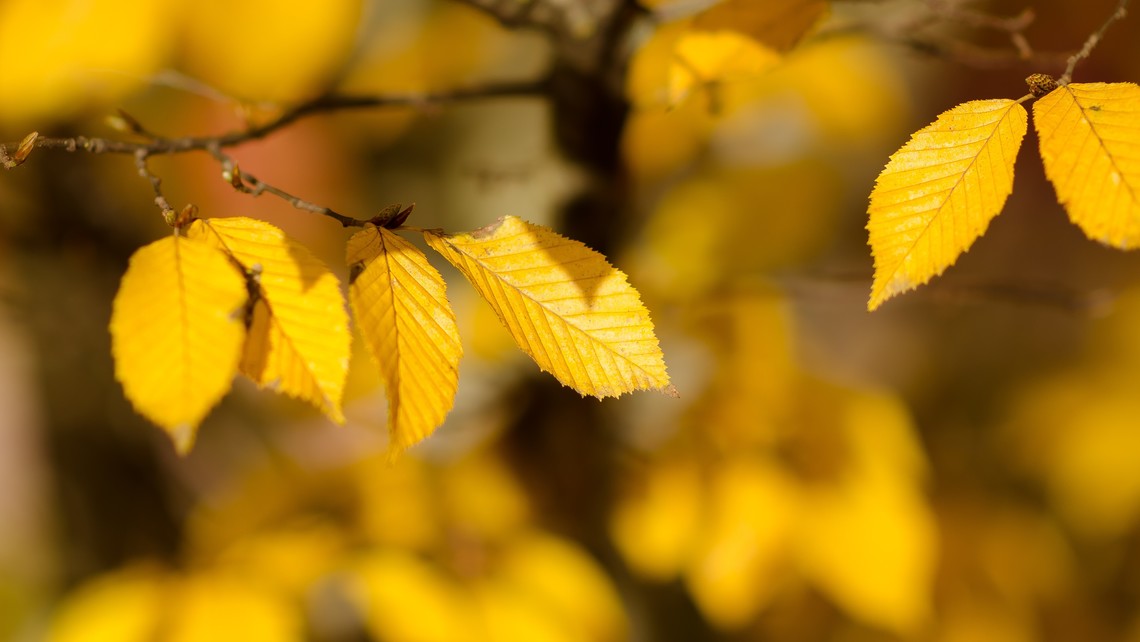 Autumn Tree Color 1