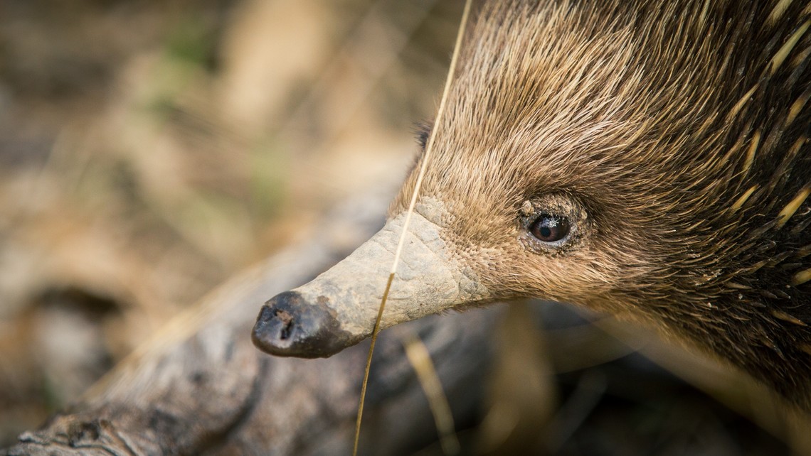 Porcupines & Woodpeckers vs. Trees