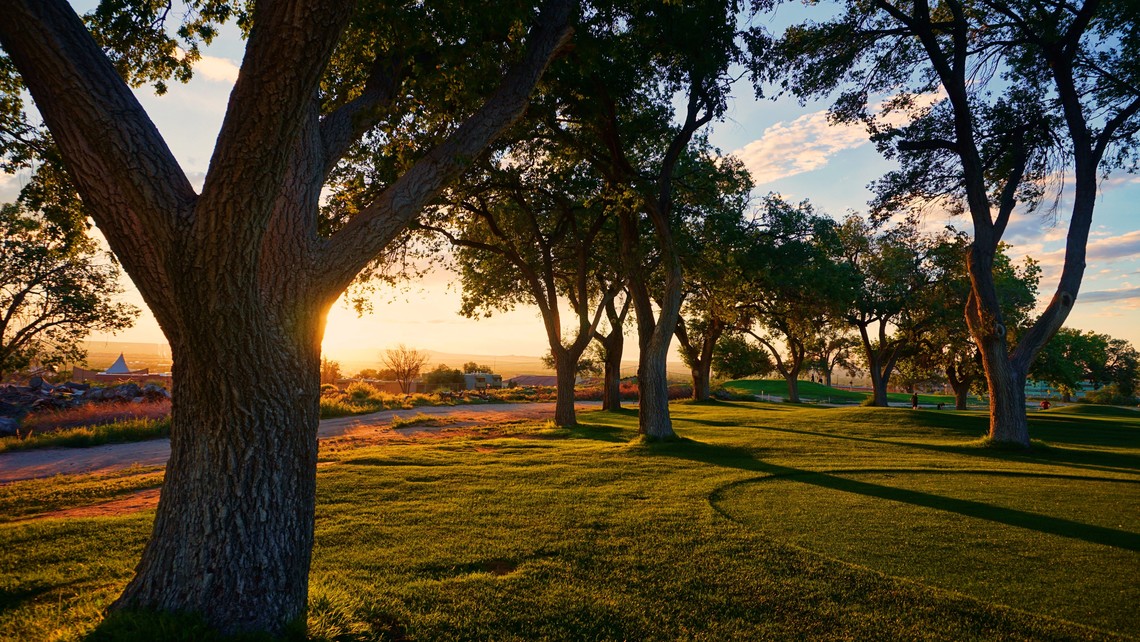 austin oak wilt management