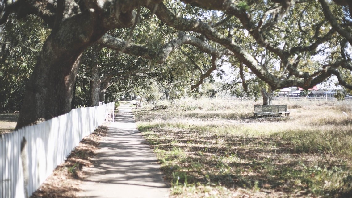 Prune Oak Tree