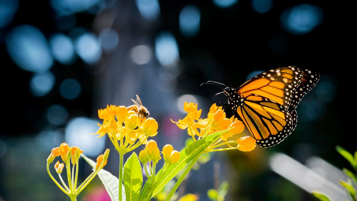 Bee and Butterfly