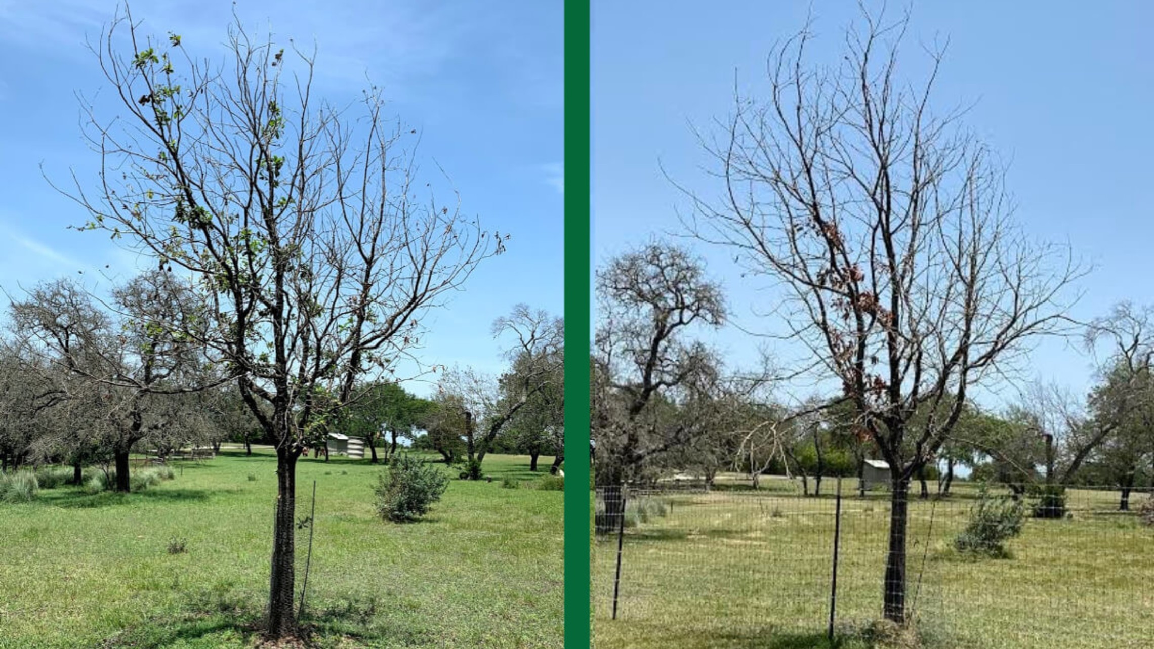 Mexican White Oak with Oak Wilt Before-After