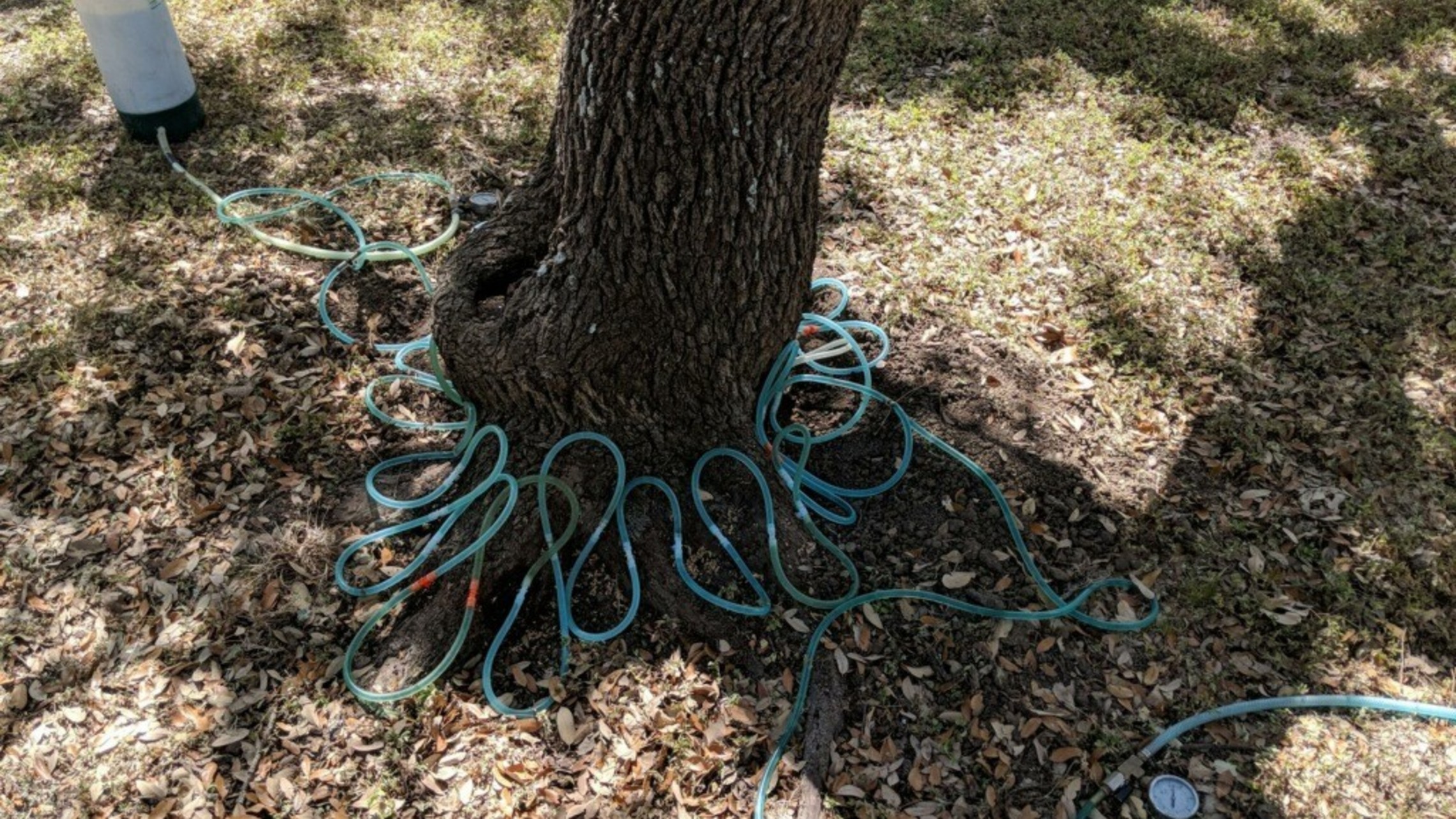 alamo oak wilt application