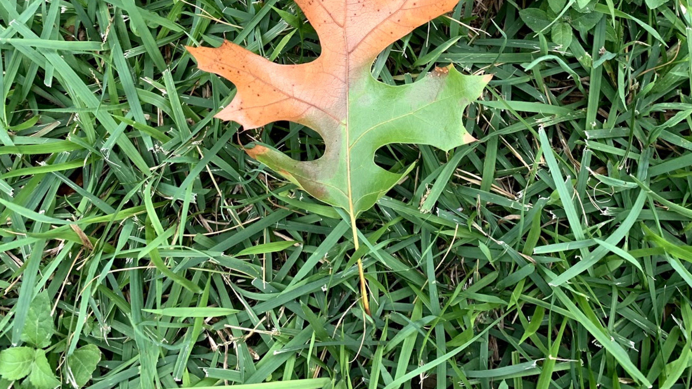 red oak with oak wilt red oak with oak wilt