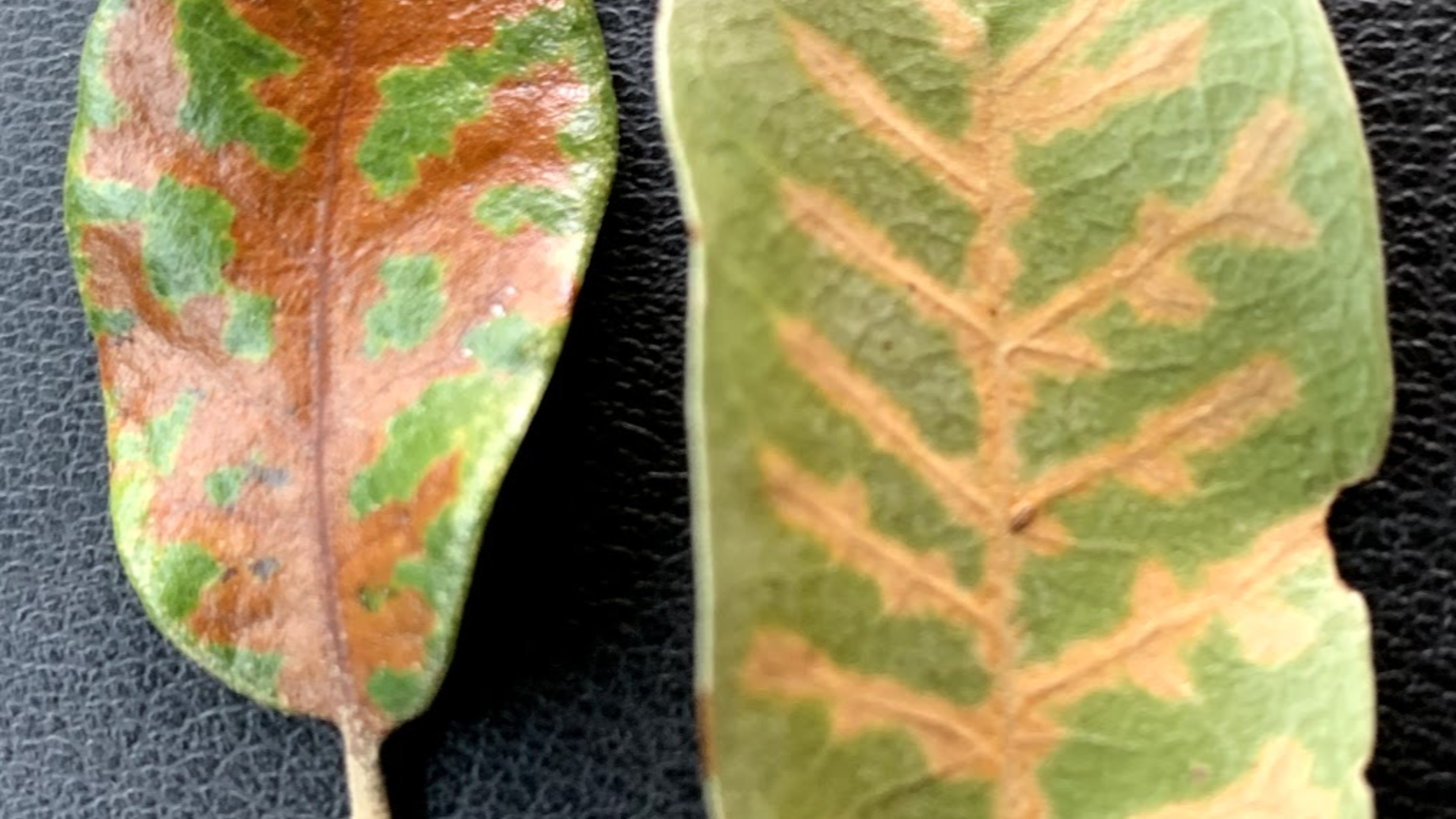 Live Oak Wilt Example