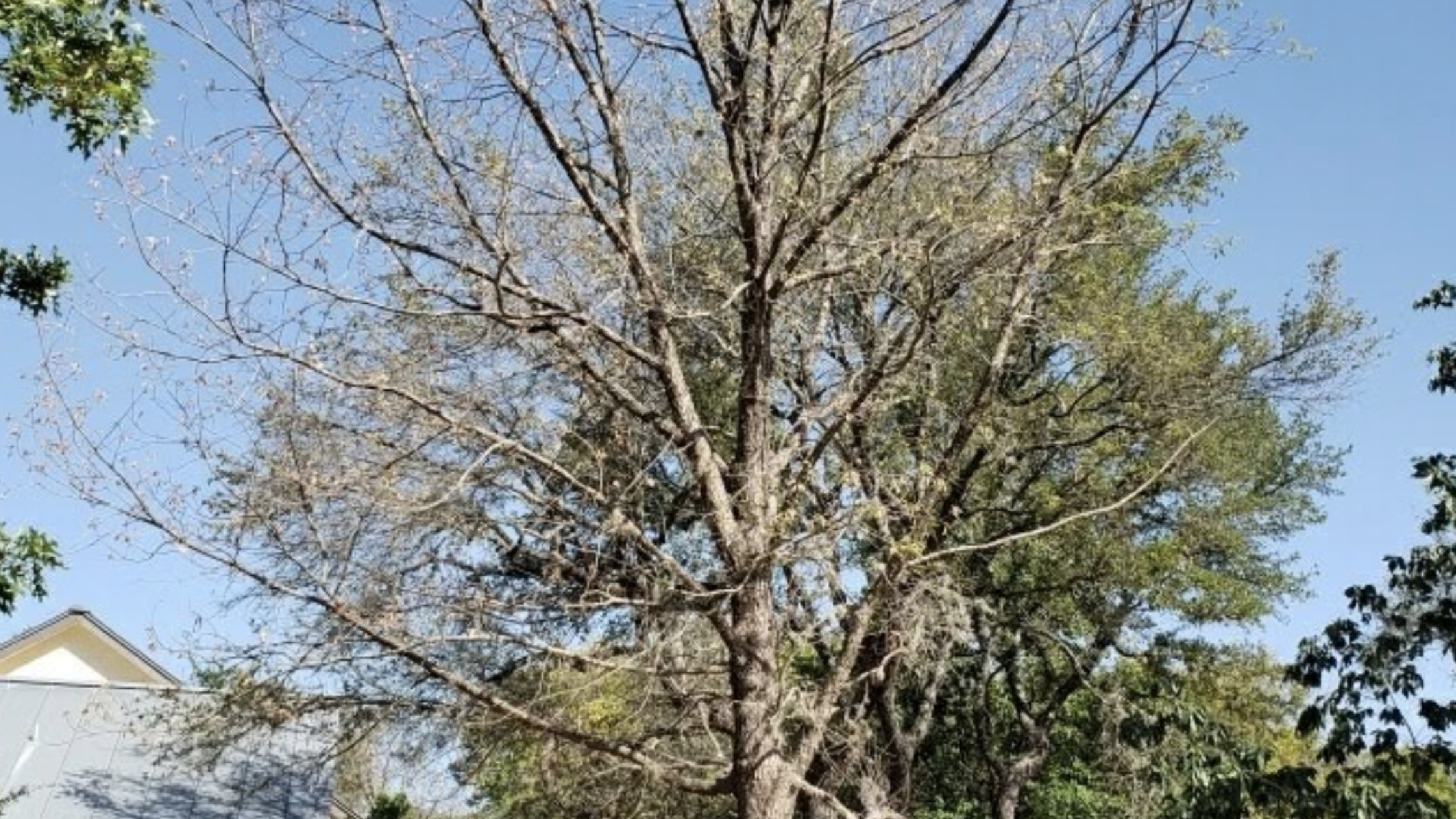 Mexican White Oak 5
