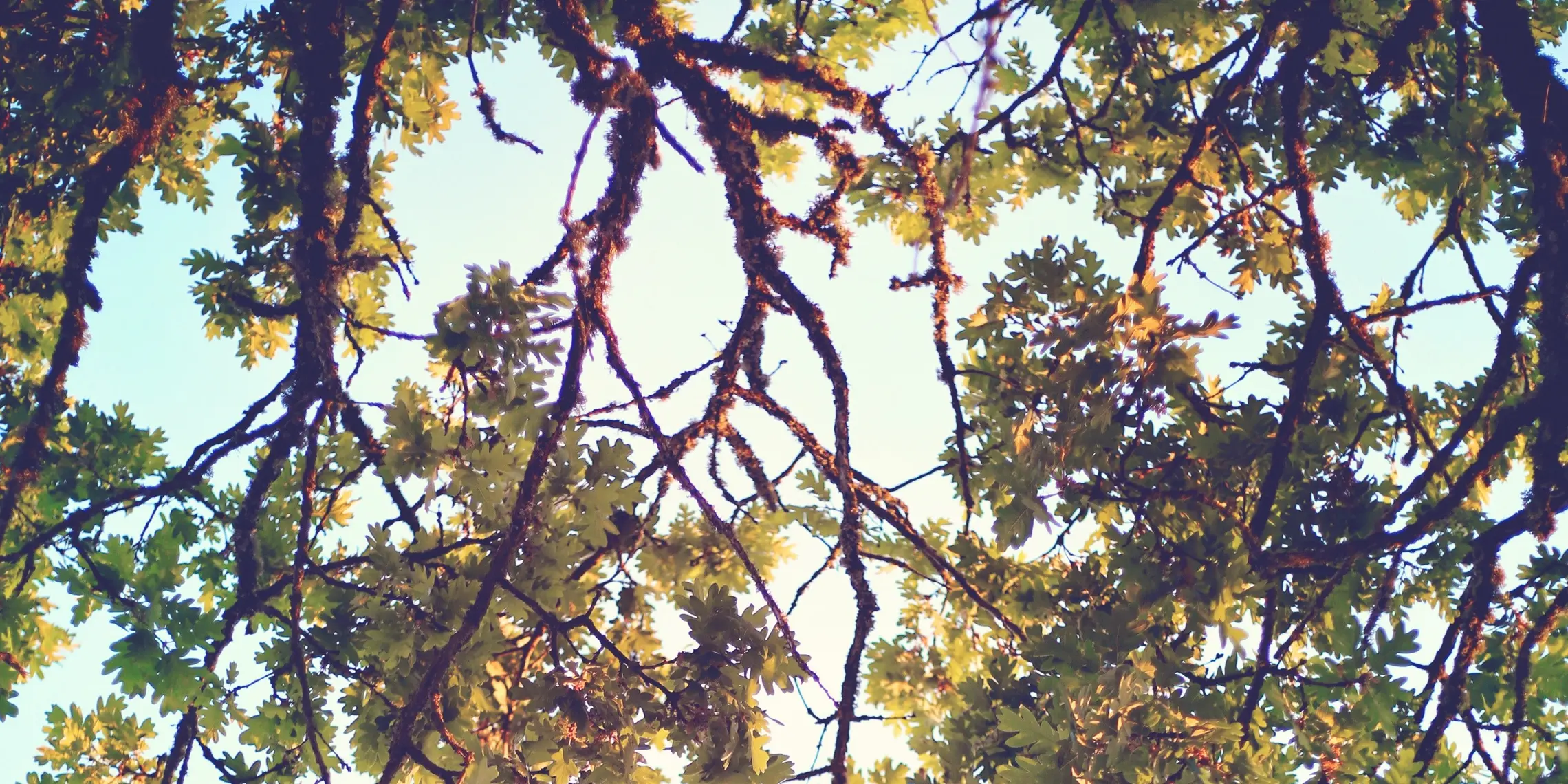 Pruning Trees