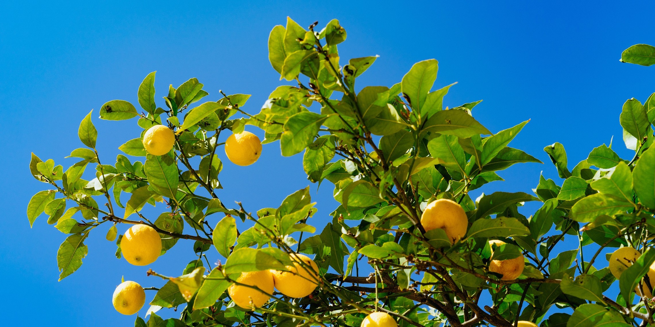download pruning lemon trees for free