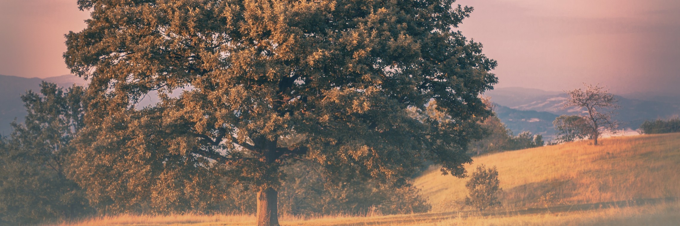 Oak Tree Image