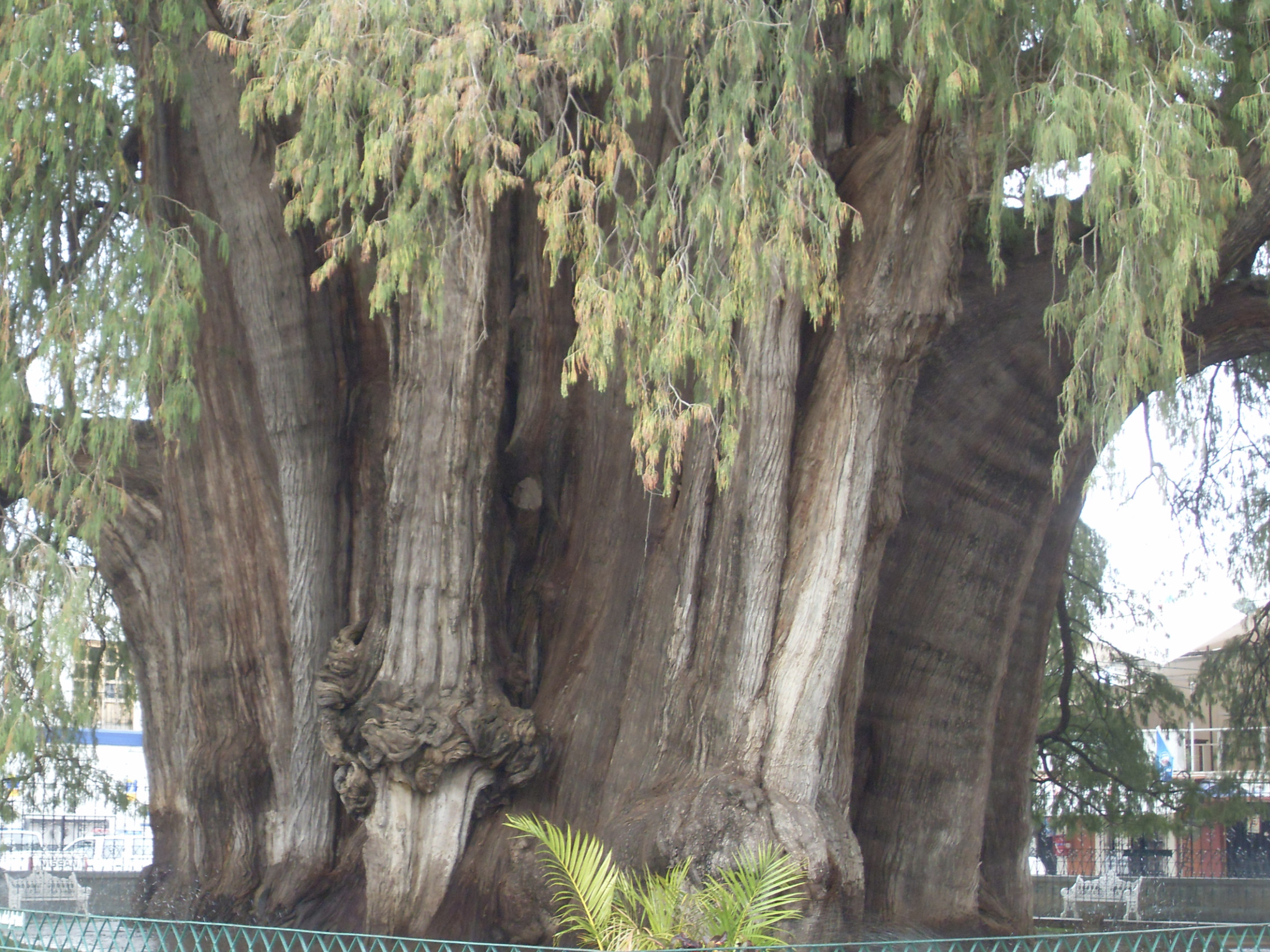 Tule Tree Trunk