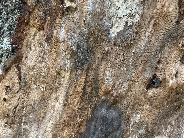red oak with oak wilt