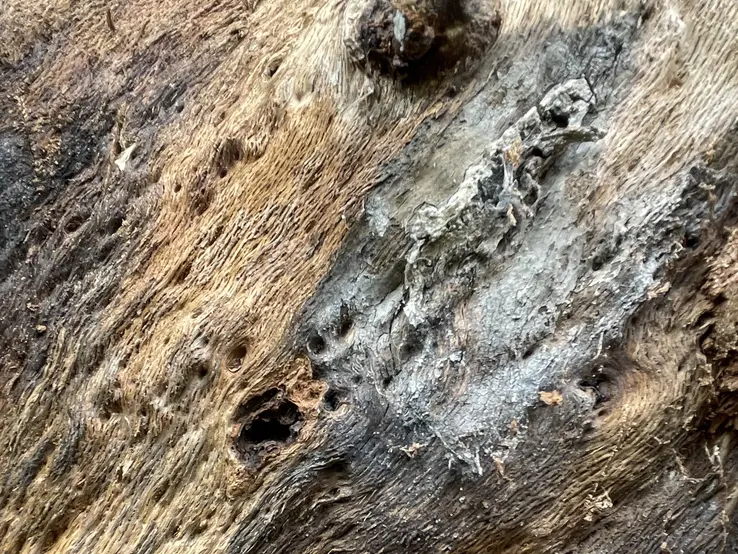 red oak with oak wilt