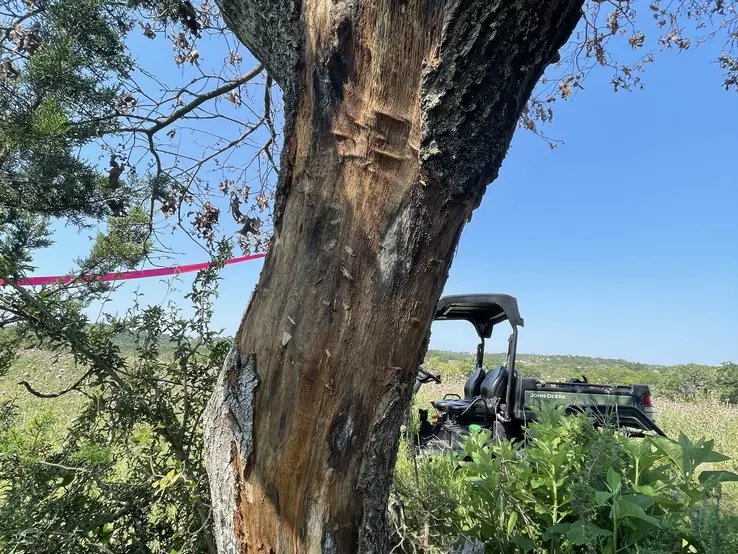 red oak with oak wilt