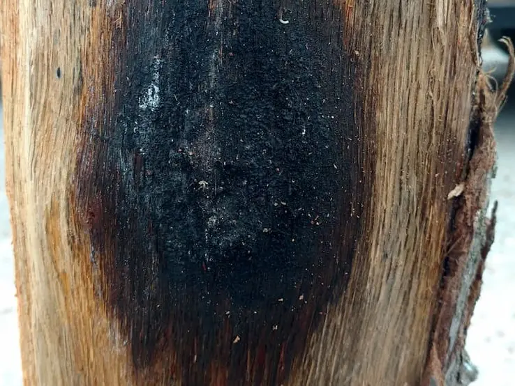 fungal mat image
