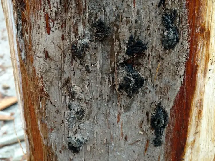 Fungal mat image