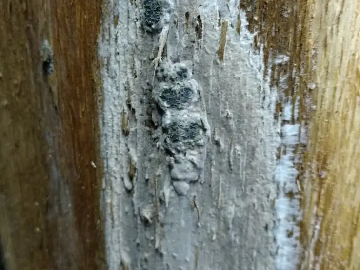 Fungal Mat Image