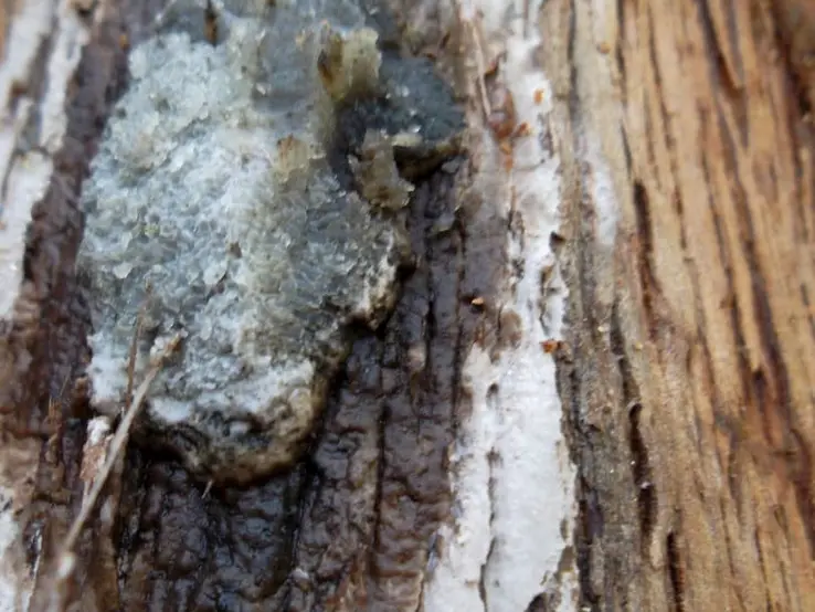 fungal mat image