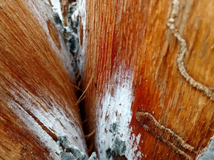 image of fungal mat