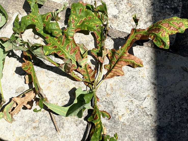 Bur Oak Leaf With Oak Wilt 4