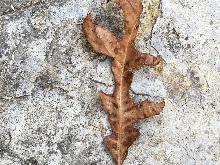Bur Oak Leaf With Oak Wilt 5